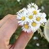 daisycrochet26